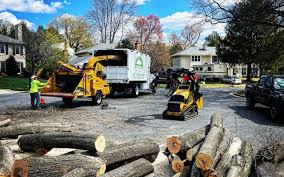 Best Root Management and Removal  in Ben Lomond, CA