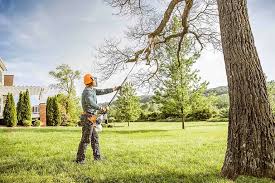 Best Tree Maintenance Programs  in Ben Lomond, CA