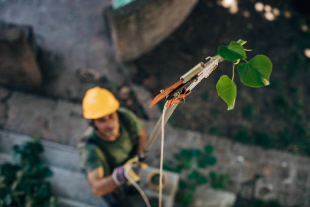 How Our Tree Care Process Works  in  Ben Lomond, CA