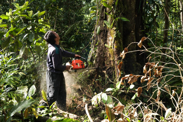 Best Commercial Tree Services  in Ben Lomond, CA