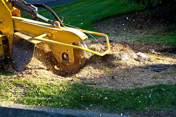 Best Aeration Services  in Ben Lomond, CA