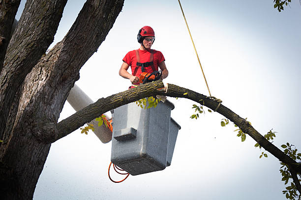 Best Fruit Tree Pruning  in Ben Lomond, CA