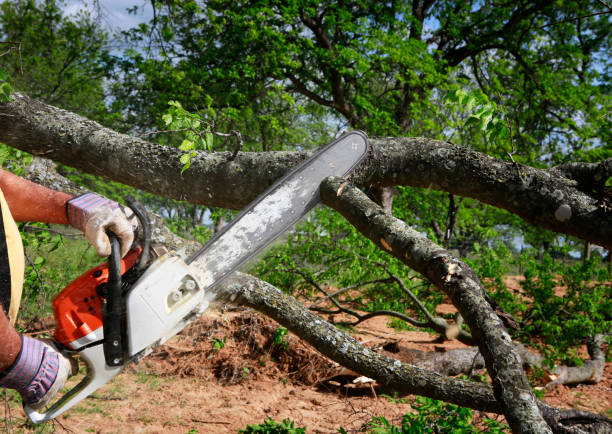 Best Arborist Consultation Services  in Ben Lomond, CA